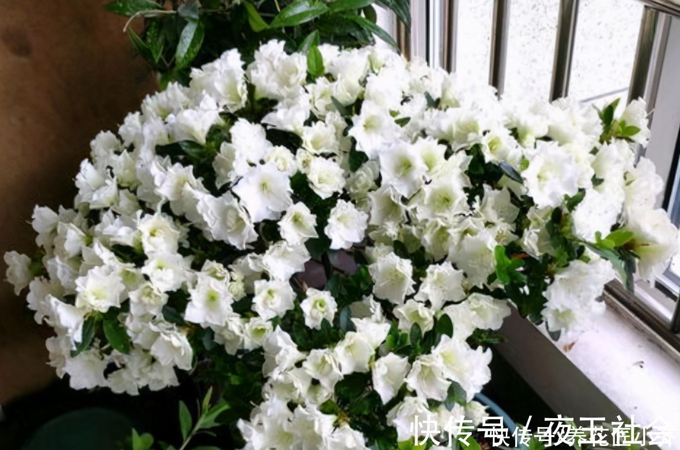 杜鹃花开败后,先做好修剪,使用两种“液体”,新芽又粗又壮