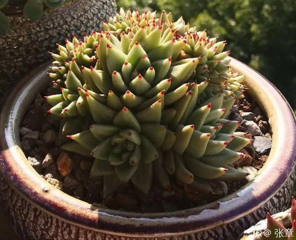 寒潮过后，多肉美出天际，颜色鲜艳明亮，真馋人！