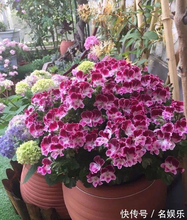 8种花现在赶紧剪,剃光头撸光叶,越狠越爆盆