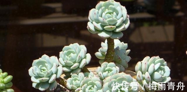 最像玫瑰花的8款多肉，小球玫瑰颜值最高，山地玫瑰最好养