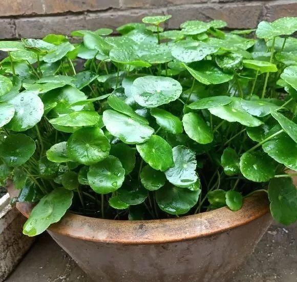 4种花最喜欢水，夏天养在“水缸”里，30天长爆盆、还开花