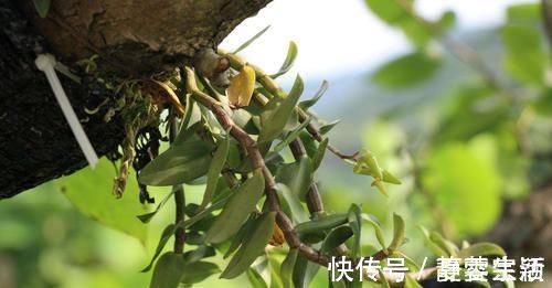 糖尿病|它被称为天然的“胰岛素”，每天坚持吃，让你血糖稳定更健康