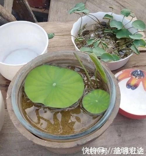 碱性|养花土里掺点它，碱性变酸性，花卉叶子呼呼长！