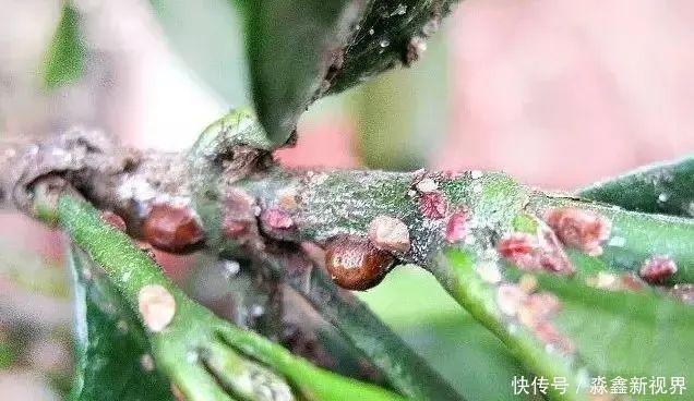 养花时很容易出现的6种病虫害,蚜虫、介壳虫和红蜘蛛都要可清除