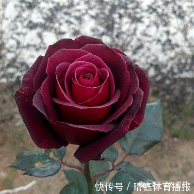 此花，比牡丹漂亮，比桂花还香，家里放一盆，能熏一室香，超赞！