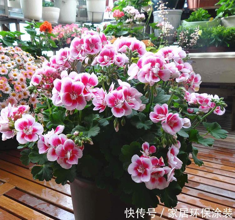 太阳花|阳台适合养的“6种花”,花色丰富,花期长,一直赏花六个月