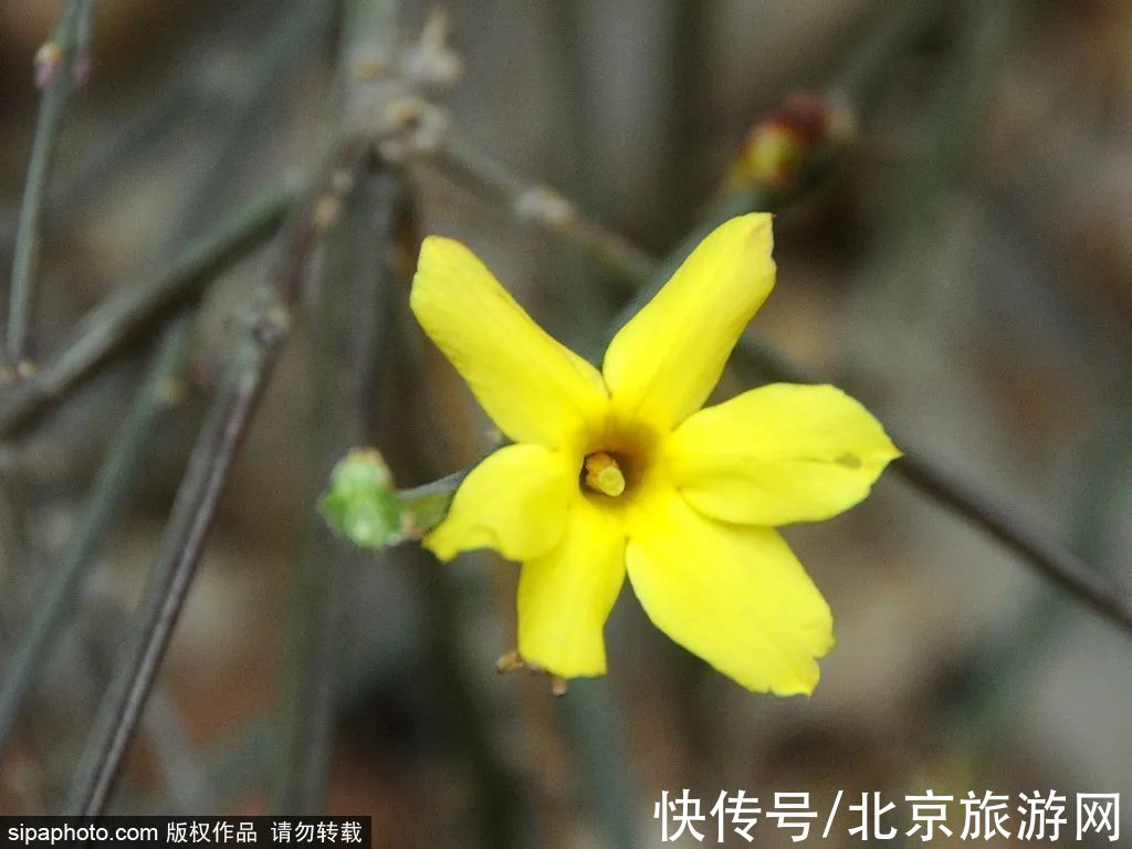 迎春花|虎年的迎春花开了！3月京城即将迎来颜值巅峰~