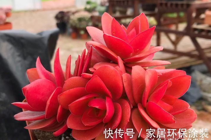别人的多肉火祭红了,你的却糊了?说明养护方式不对,快点调整吧