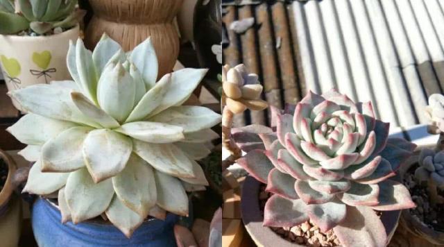 多肉叶片下翻怎么办2招就搞定,越长越壮,变成姿态优美的老桩