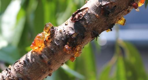 影响|桃胶促进大脑发育、营养丰盛！不过这些人吃了就会影响身体，快看