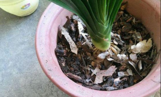 养花技巧花草换盆不懂这3点难怪换完盆就黄叶枯死