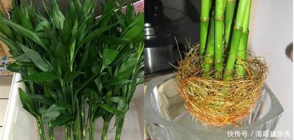 “富贵竹”买回家,记住“1修、1少、1勤”,猛长根,不黄叶