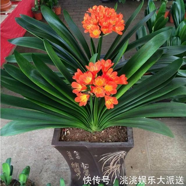 养君子兰,捡回“2种料”,扔盆里,根系旺,开花多,美极了