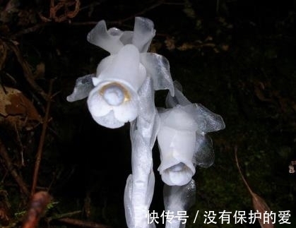 稀有植物现身,水晶兰开花了,想见一次不容易
