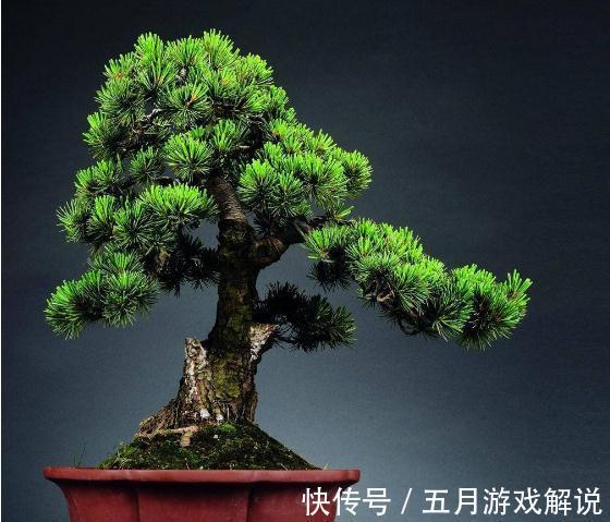 五针松盆景夏季养护做好此几点，四季常青