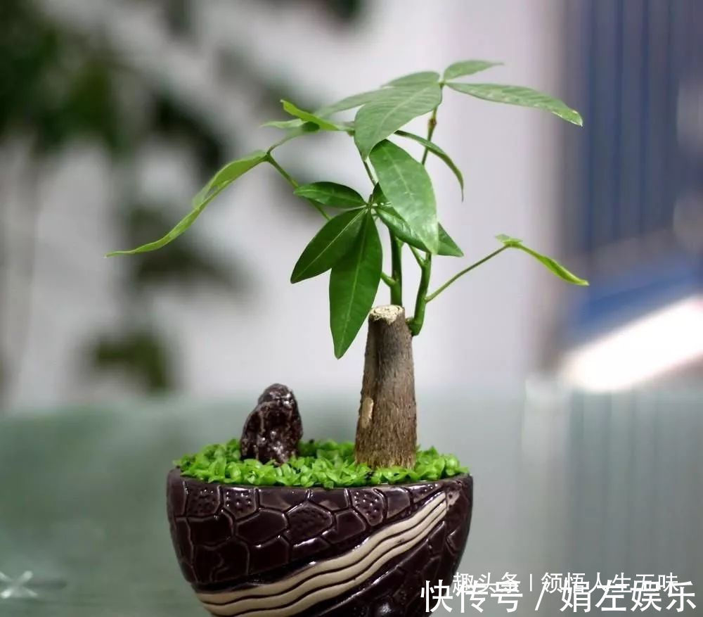 招财|8种与“财”有关的植物，家里养几盆，招财旺宅，人人都喜欢！