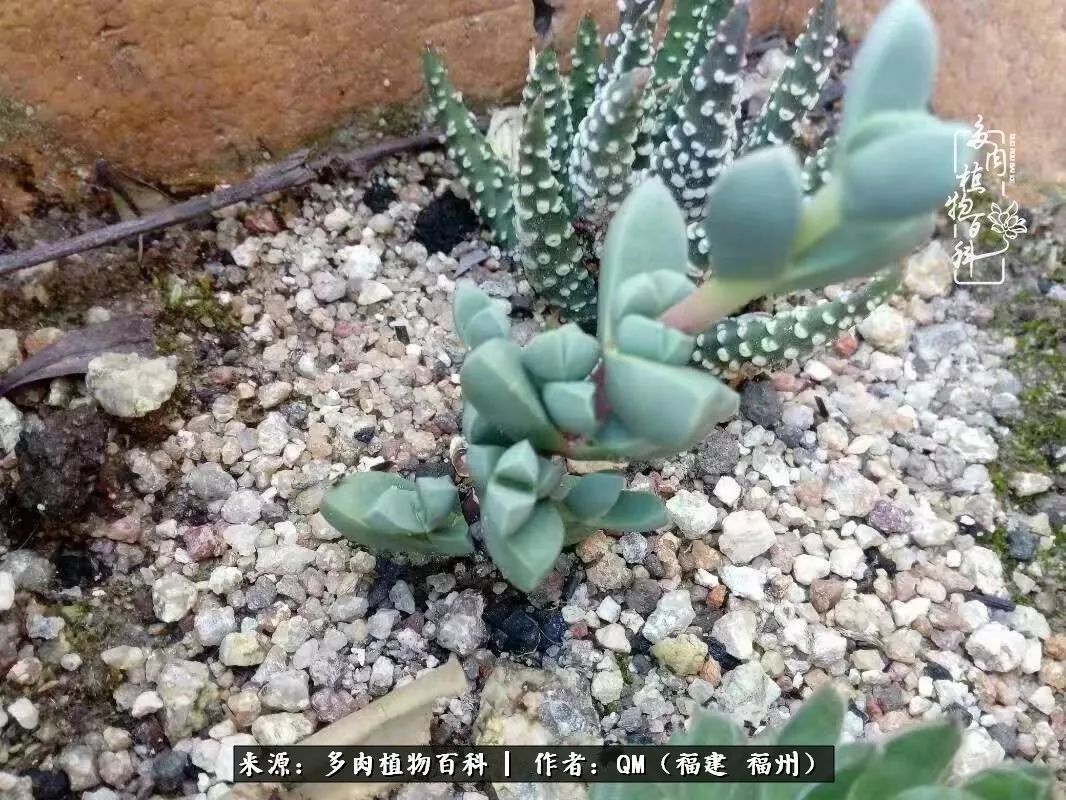 寒山转苍翠,秋水日潺湲——多肉未央,睹物思人!