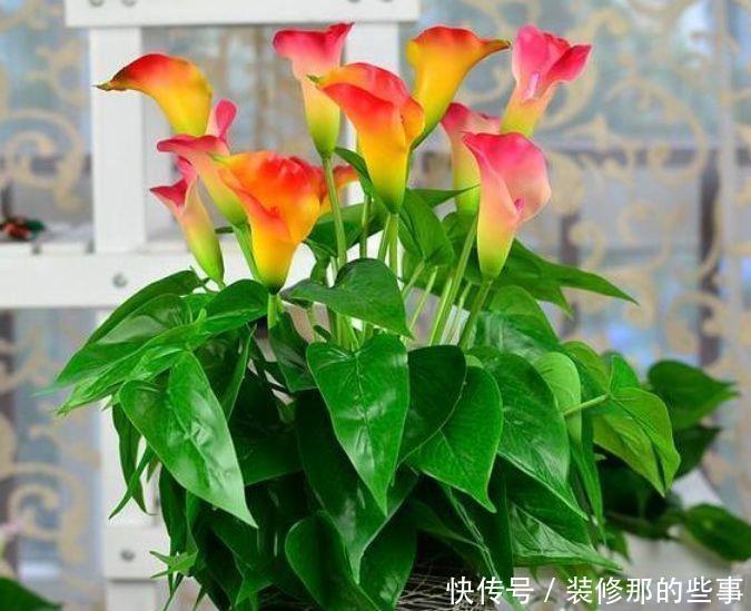 几款花卉，香气浓郁比香水还好闻，家中芳香四溢