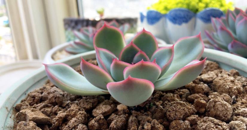 夏天养多肉,哪些时候不适合浇水?怎么浇水好?