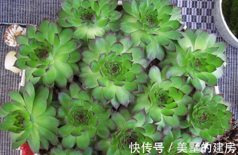 长生草|养长生草甭错过这4款,养好根,状态越来越好
