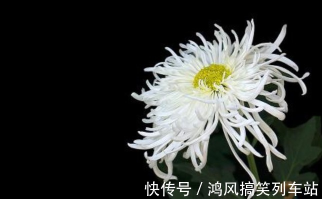 食用|可以食用的9种花草,最好在卧室放一盆,不但好看还好吃