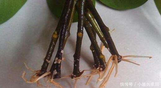 花市3种树,讨1根枝条插水里,10天冒白根,花开培养成老桩