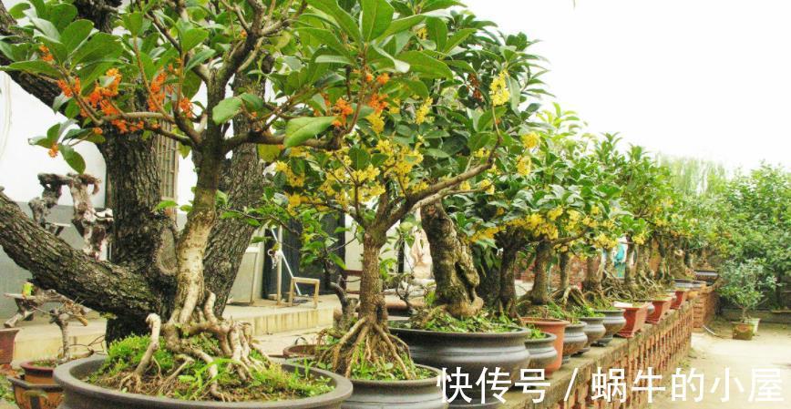 植物|都说养花该多修剪,但这3种植物,夏季剪多了反而不开花