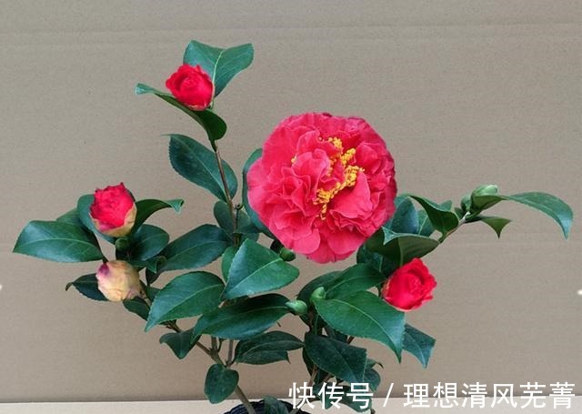 花色|曾一株难求的“红茶花之王”,现在实惠平价!耐寒耐热易打理!