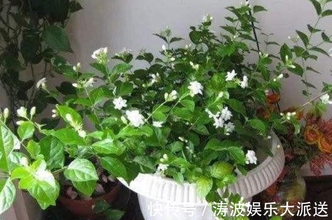 液体|栀子花、茉莉花、都爱喝“1种液体”,用后叶子绿、开花旺