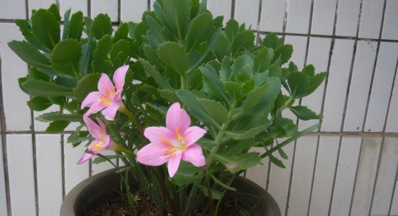 高温天气|养花施肥：高温天不小心此3点，根叶就会黑腐化水