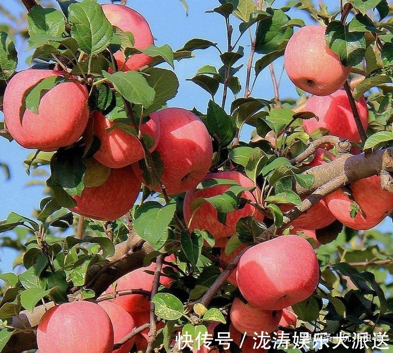 美容|苹果美容肌肤，好吃又营养，掌握三点，收获更优质美味的苹果来！