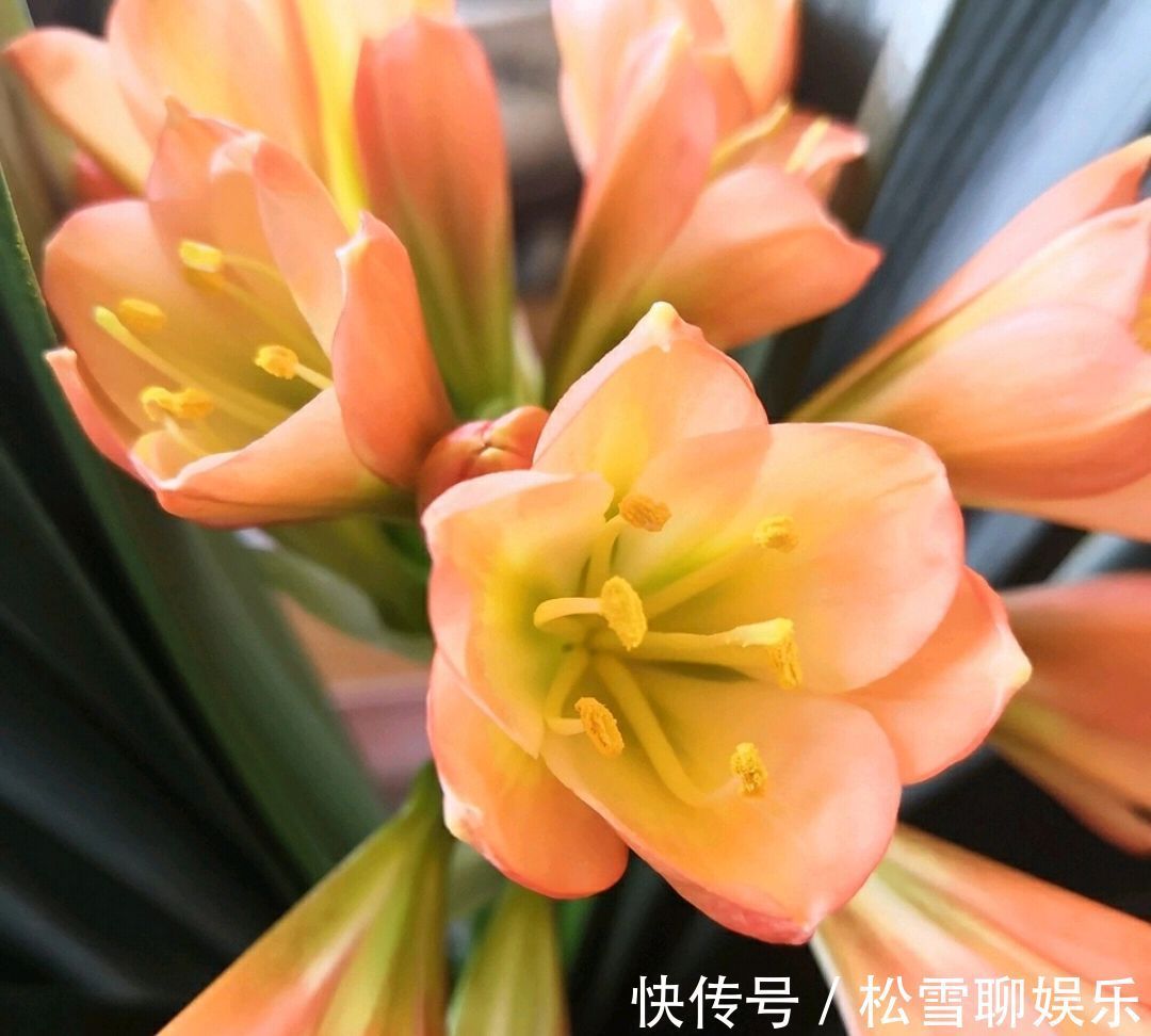 达克宁养花有妙用，防治君子兰炭疽病效果好，只需涂一涂伤口就行