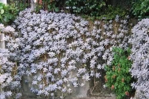 都在养“多肉”？那你见过养了15年的“胧月”，是什么样吗？