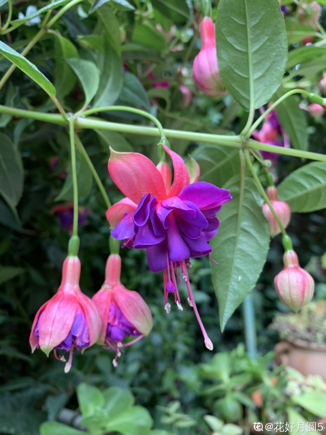 叶片|8种花夏天太容易死,现在赶紧扦插,死了也不心疼!