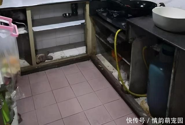 吊柜|建议大家:厨房再大,也别装吊柜!如今流行这样设计,高级又实用