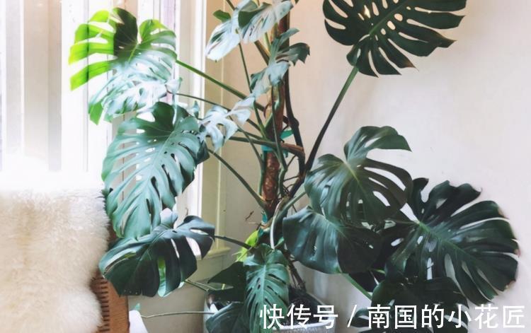 花友|家庭盆栽的龟背竹,看着精神萎靡、瘦瘦小小?有3处做错了