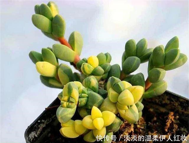 冬天|多肉鹿角海棠越冬技巧，牢记“3个不要”，叶子饱满，轻松爆盆