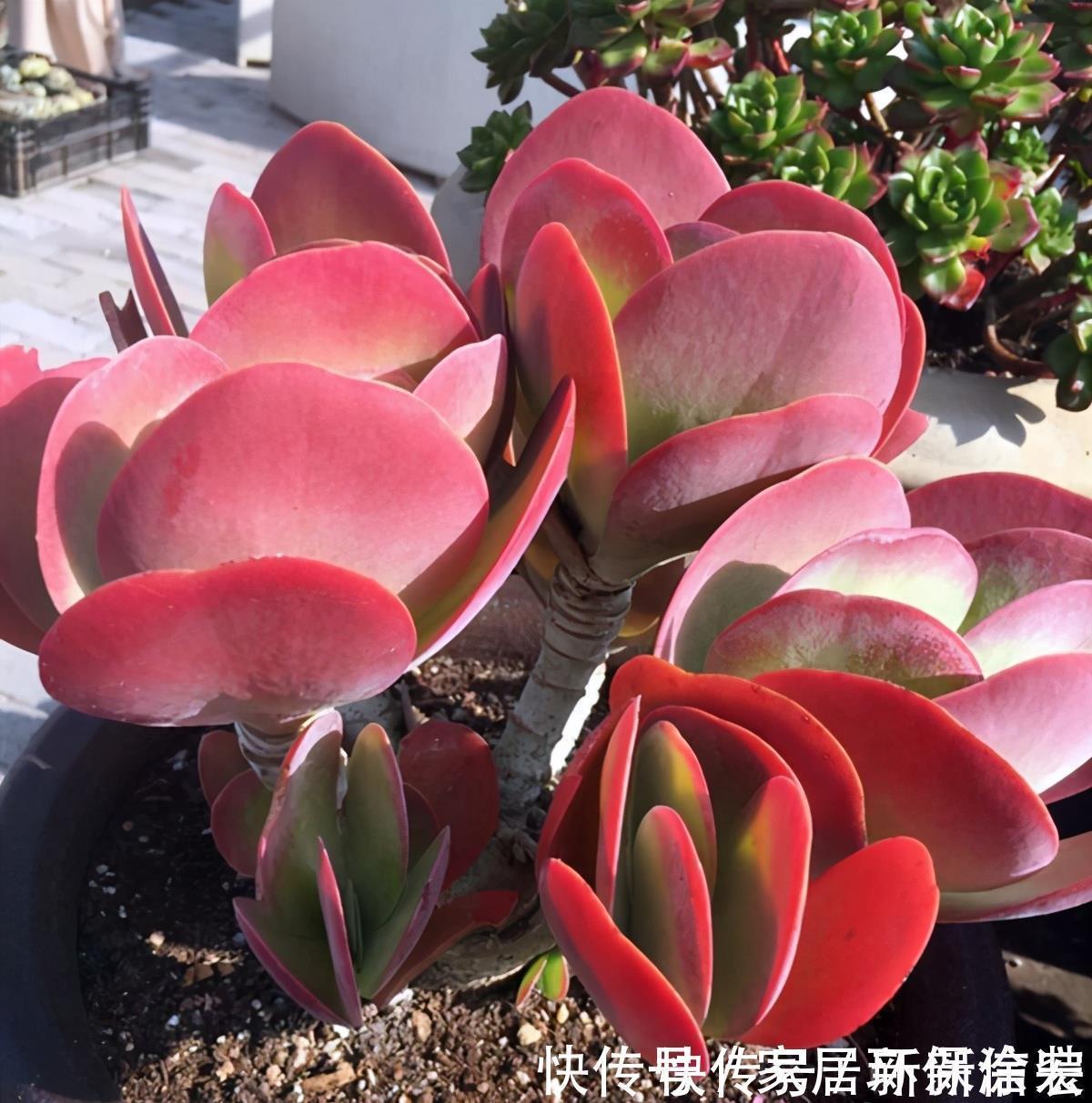 多肉|多肉唐印的变红小妙招，颜色鲜艳的秘密，分享给你