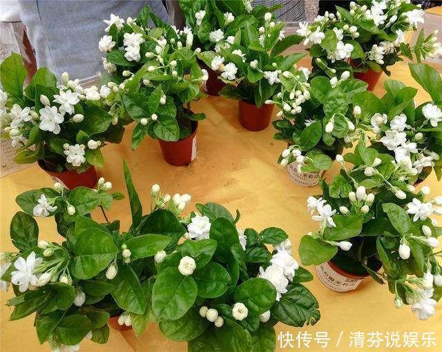 栀子花|到了这个月份,栀子花“修剪”提上日程,明年开花就靠这几刀