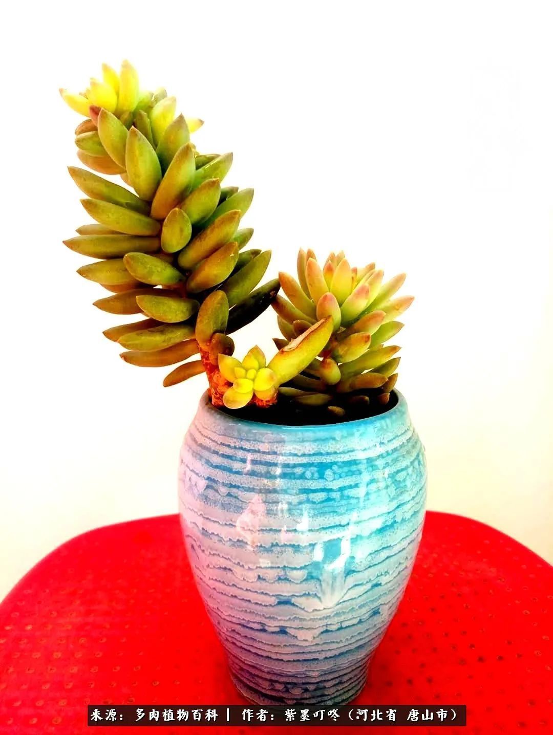 疗愈|从平凡中寻找美感，从噪杂中寻找宁静——多肉给予我的心灵疗愈！