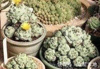 m帝王丸, 霸气的仙人球, 你想养一颗吗?