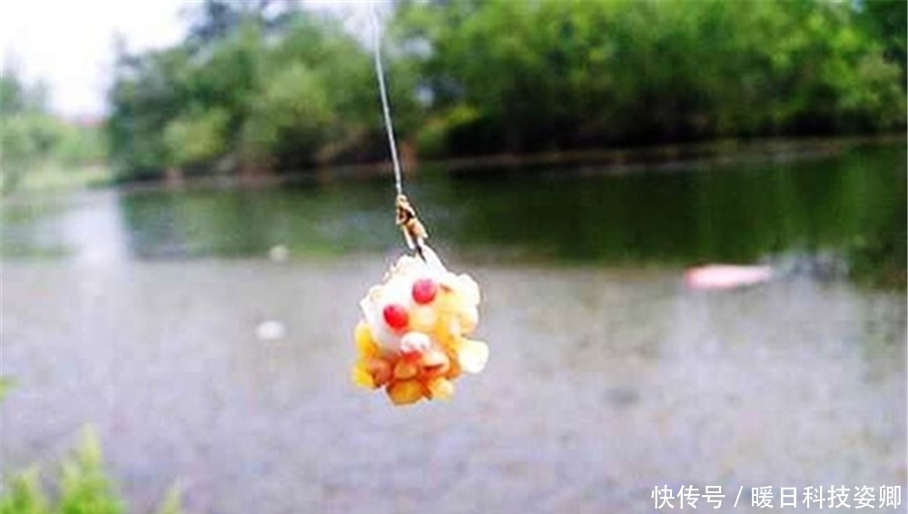 进食|夏季鲫鱼难钓,用长竿短线蘸米钓,杂鱼不闹钩,底钓大鲫很优秀