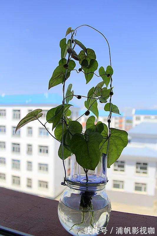 水培|2个月没在家,厨房的菜变成小森林,再也不用买花了!水培蔬菜盆