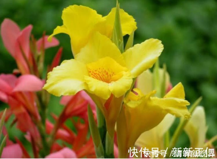 养花|养花就养这几款,全年开花不停,比牡丹美,比绿萝好养!