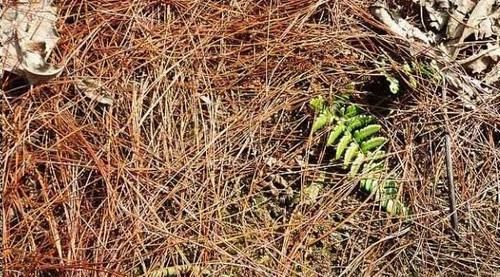 10年老花农养花从不买花肥，2种花肥简单易得，养一盆旺一盆