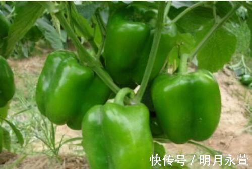 美白淡斑|女性不想老太快,推荐吃3种食物,美白淡斑,延缓衰老,好处多多