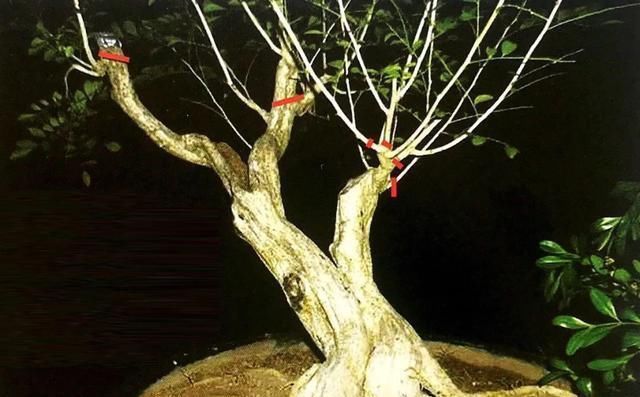 一盆九里香,阳台香飘飘,6款盆景造型玩法,哪一款受你青睐