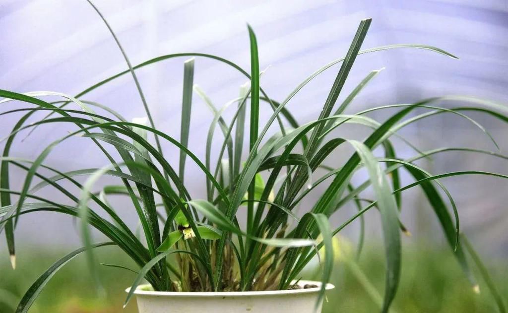 兰花几天浇一次水？3天浇一次，和15天浇一次有区别吗