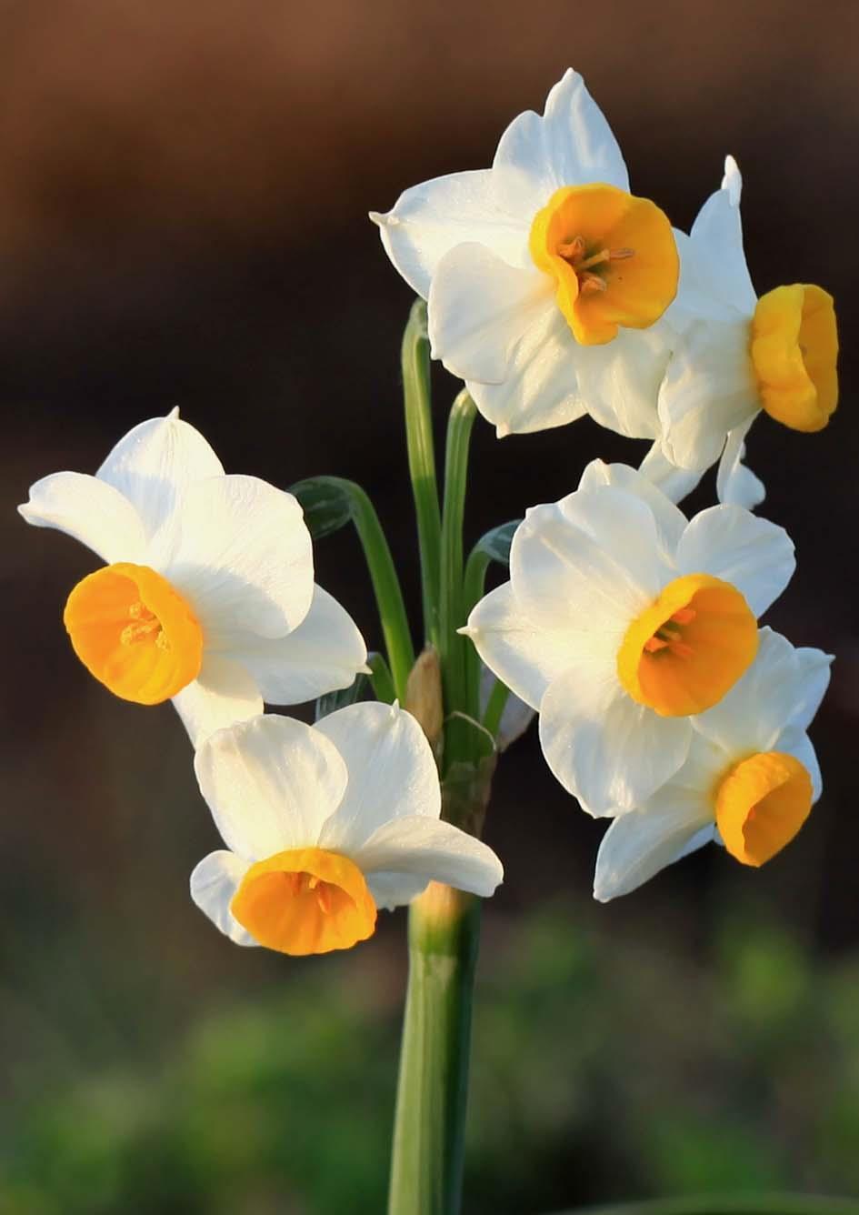 希腊水仙花的寓意