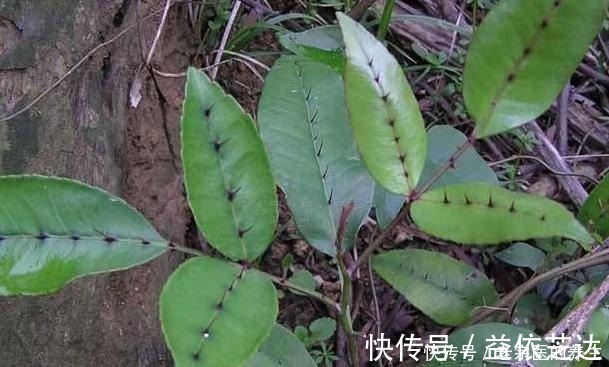 药材|农村一种“树”,全身都是刺,野外挖棵老桩树,能做精美盆景树!